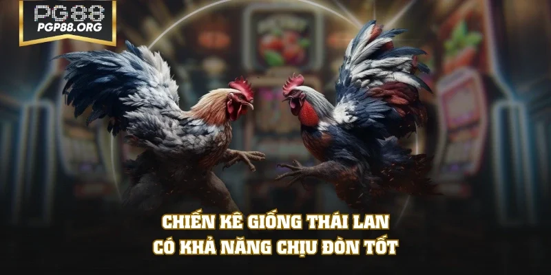 Chiến kê giống Thái Lan có khả năng chịu đòn tốt