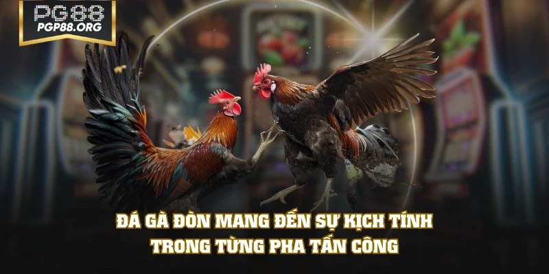 Đá gà đòn mang đến sự kịch tính trong từng pha tấn công