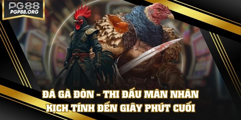 Đá Gà Đòn - Thi Đấu Mãn Nhãn, Kịch Tính Đến Giây Phút Cuối
