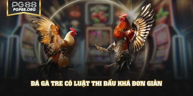 Đá gà tre có luật thi đấu khá đơn giản