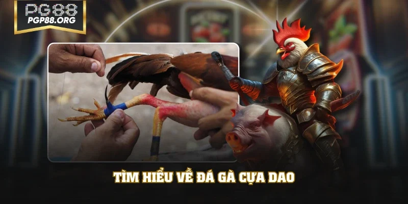 Tìm hiểu về đá gà cựa dao