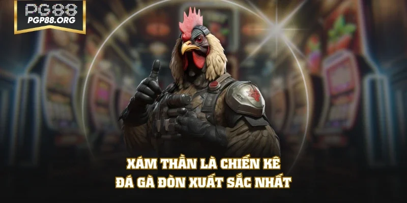 Xám Thần là chiến kê đá gà đòn xuất sắc nhất